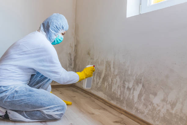 Professional mold removal team in Lakeside